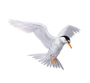 Flying Prints: Tern