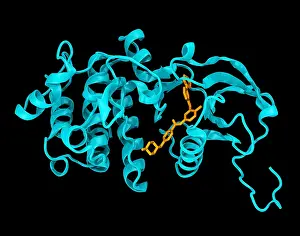 Crystal Prints: Imatinib in c-Abl Kinase domain, Model