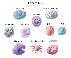 System Prints: Immune Cells, Illustration