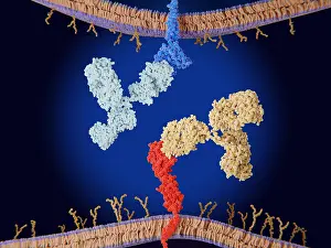 Tumor Prints: Immune checkpoint inhibitors: Interaction between PD-1 and PD-L1 blocked by therapeutic antibodies
