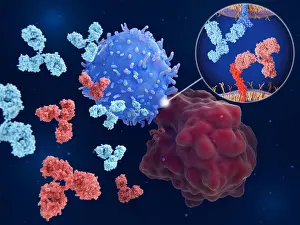 Tumor Prints: Immune checkpoint inhibitors: Interaction between PD-1 and PD-L1 blocked by therapeutic antibodies