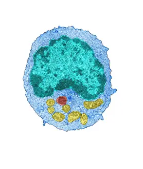 Non Human Prints: Immune System, Lymphocyte, TEM