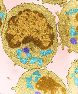Non Human Prints: Immune System, Lymphocyte, TEM