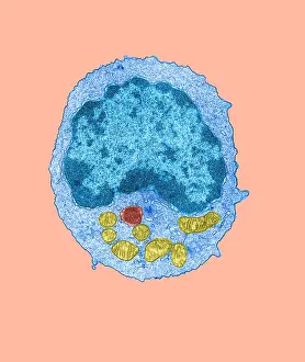 Non Human Prints: Immune System, Lymphocyte, TEM