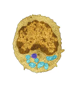 Immune System, Lymphocyte, TEM