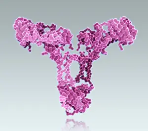 Tissue Prints: Immunoglobulin A, antibody
