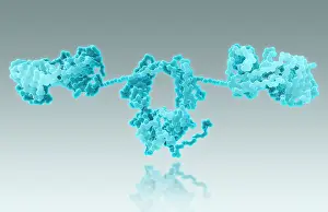 October Prints: Immunoglobulin A, antibody