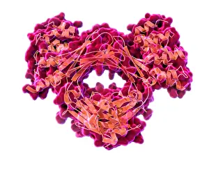 Immunity Prints: Immunoglobulin E, antibody