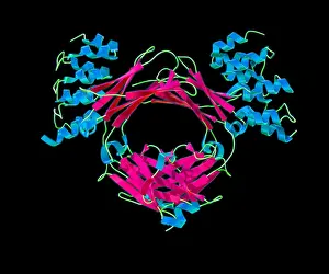 October Prints: Immunoglobulin E, antibody