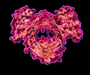 October Prints: Immunoglobulin E, antibody