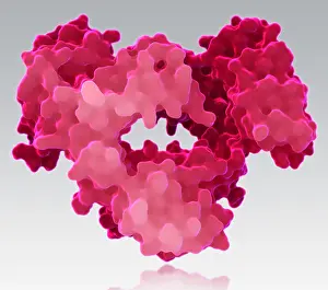 Model Prints: Immunoglobulin E, antibody