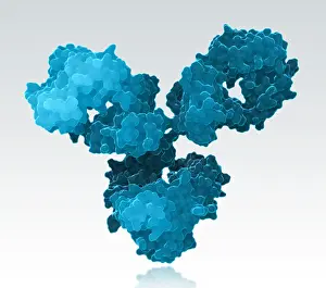 October Prints: Immunoglobulin G antibody