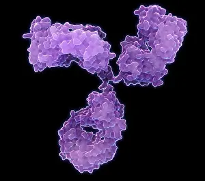 October Prints: Immunoglobulin G antibody