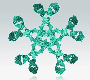October Prints: Immunoglobulin M, antibody
