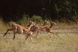 2008 Prints: Impala