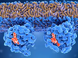 Mutation Prints: Inactive and active Ras proteins