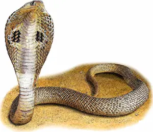 Indian Prints: Indian Cobra