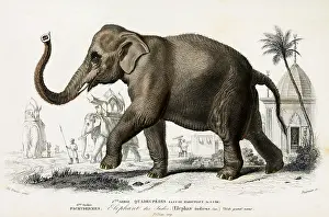 : Indian Elephant, Endangered Species, Vintage Illustration