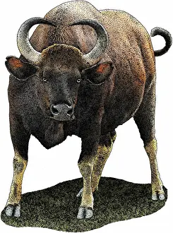 Bovine Prints: Indian Gaur