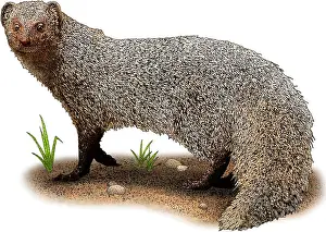 Carnivore Prints: Indian Gray Mongoose