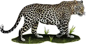 Big Cats Prints: Indian leopard