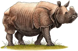 Great Prints: Indian Rhinoceros