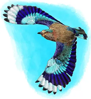 Indian Prints: Indian Roller