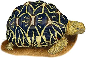 Star Prints: Indian Star Tortoise