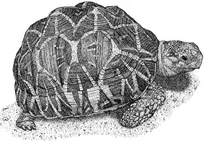 Star Prints: Indian Star Tortoise