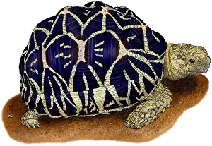 Star Prints: Indian Star Tortoise