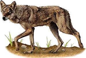 Wolf Prints: Indian wolf
