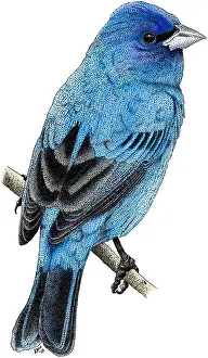 Images Dated 11th December 2011: Indigo Bunting