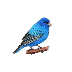 Perching Prints: Indigo Bunting