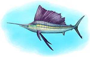 March Prints: Indo-Pacific Sailfish