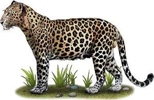 Big Cats Prints: Indochinese Leopard