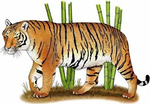 Animals Prints: Indochinese tiger