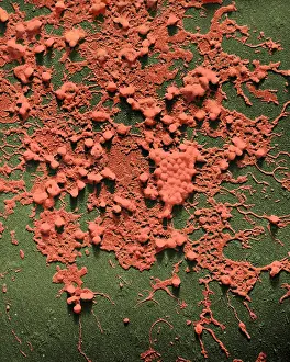 Particles Prints: Influenza B