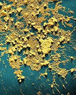 Particles Prints: Influenza B
