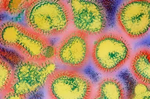 Influenza (TEM)