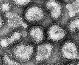 Influenza Prints: Influenza Virus