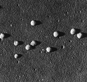Influenza Prints: Influenza Virus