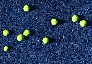 Influenza Prints: Influenza Virus