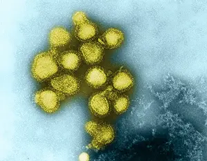 Influenza Prints: Influenza Virus