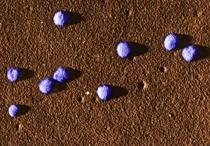 Influenza Prints: Influenza Virus