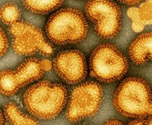 Influenza Prints: Influenza Virus