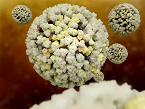 Pathological Prints: Influenza viruses
