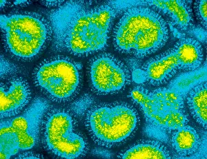Viruses Prints: Influenza Viruses, TEM