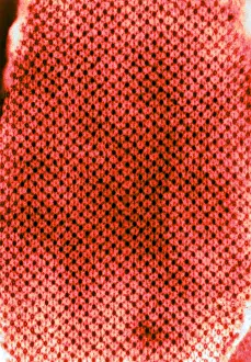 Cross Prints: Insect Flight Muscle, EM