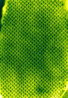Cross Prints: Insect Flight Muscle, EM