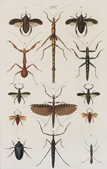 Prints of Engraving from Seba's Thesaurus History Prints: Insects, Seba's Thesaurus, 1734